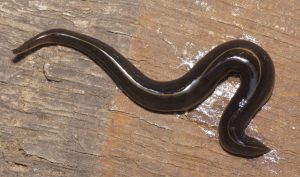 a closeup photo of a brown flatworm on a board 