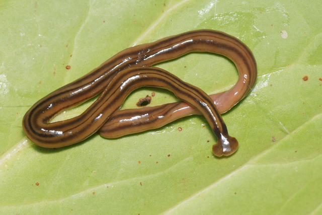 a close up photo of a brown flatworm with two dark stripes on a green leaf