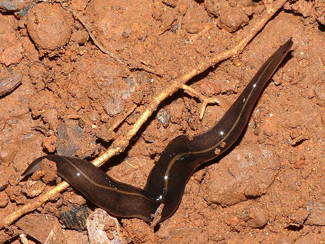 a brown flatworm crawling along red dirt and a root 