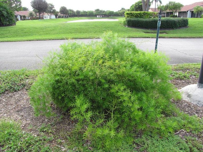 Asparagus Fern Big Island Invasive Species Committee Biisc