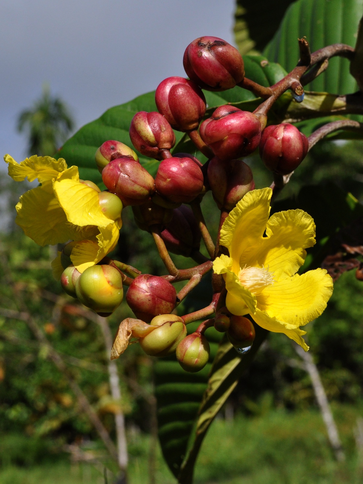 Shrubby Dillenia Big Island Invasive Species Committee BIISC 