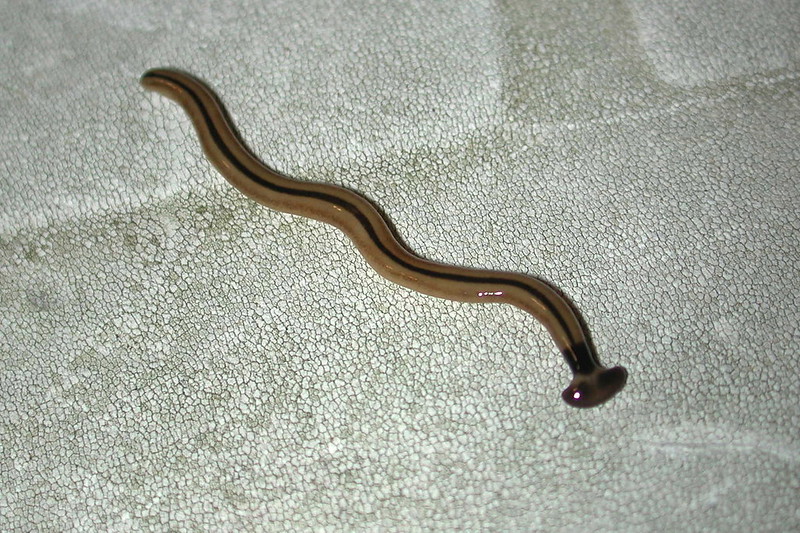 close-up photo of a brown flatworm with a darker stripe on a gray background 