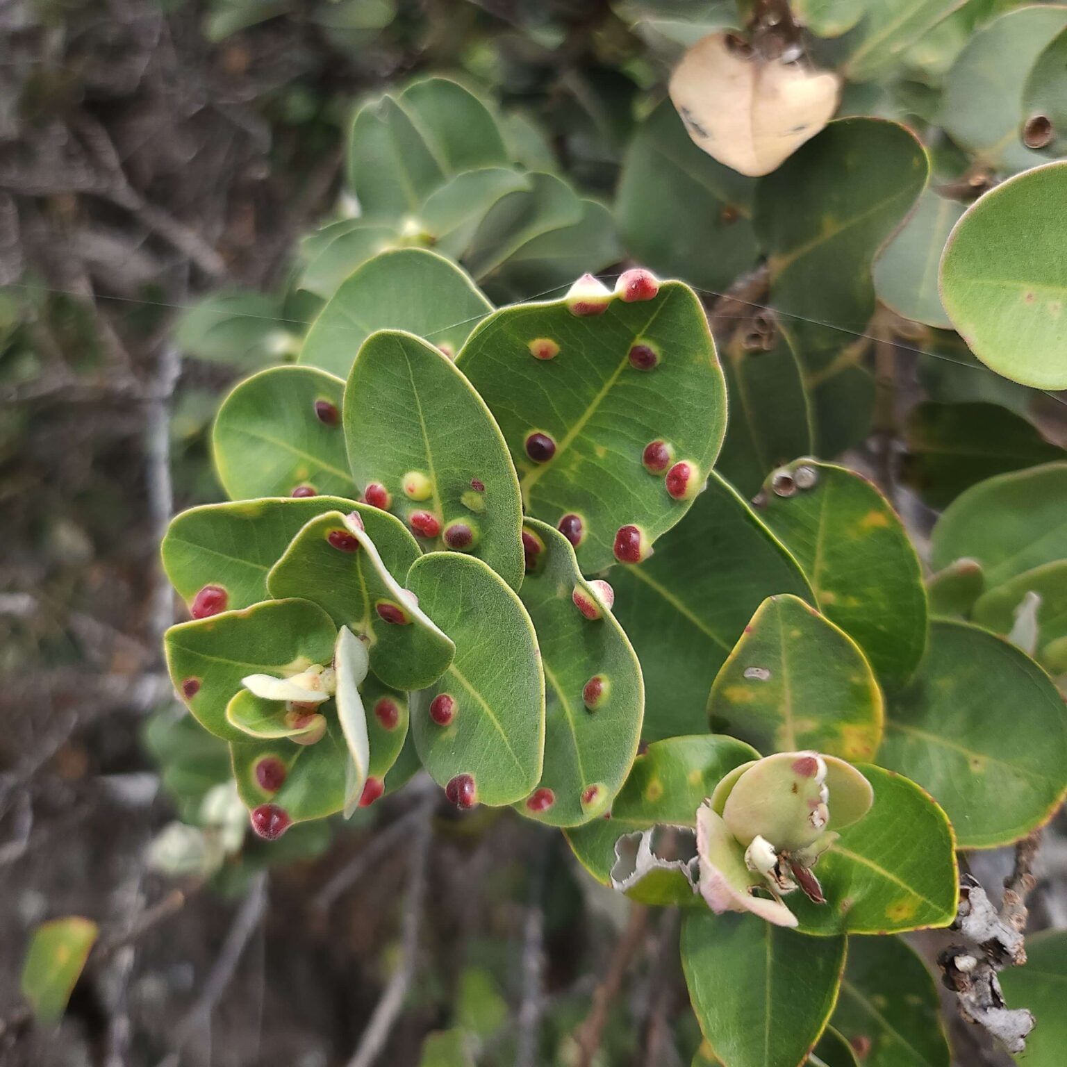 What's that on the strawberry guava? Meet Tectococcus ovatus - Big ...