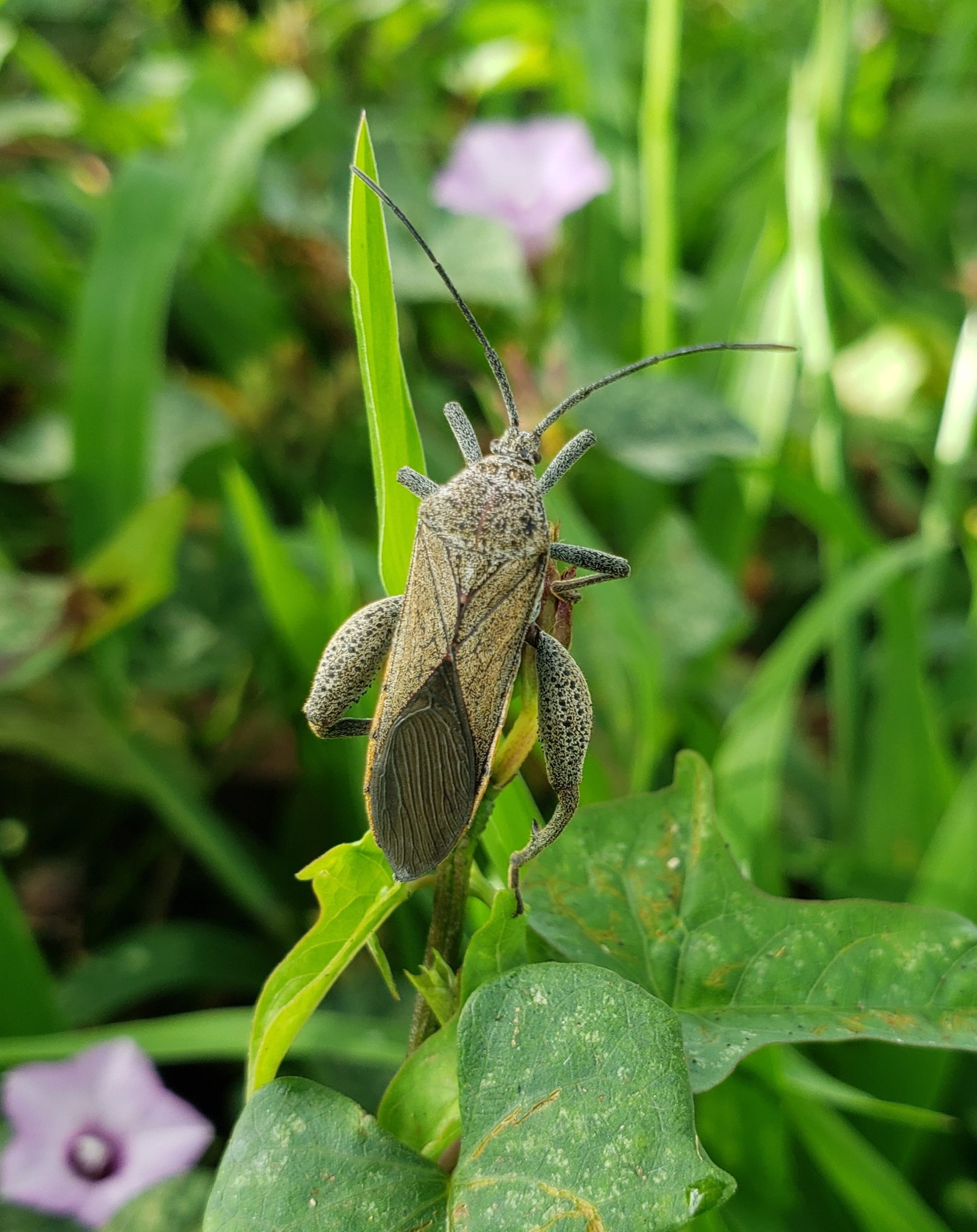 Sweet Potato Bug Big Island Invasive Species Committee BIISC 